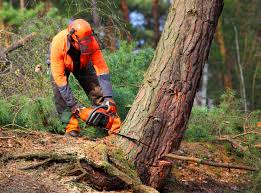 How Our Tree Care Process Works  in  Tempe, AZ